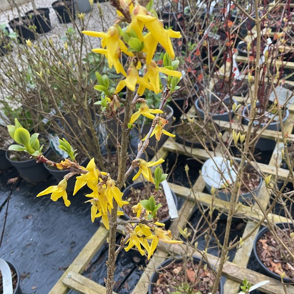 Forsythia koreana 'Kumsun'