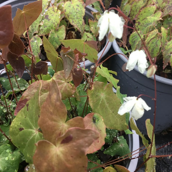 Epimedium diphyllum kitamaranum (Barrenwort)