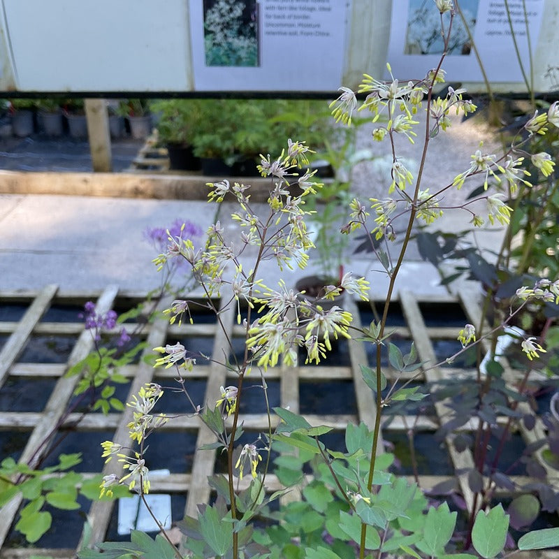Thalictrum thunbergii