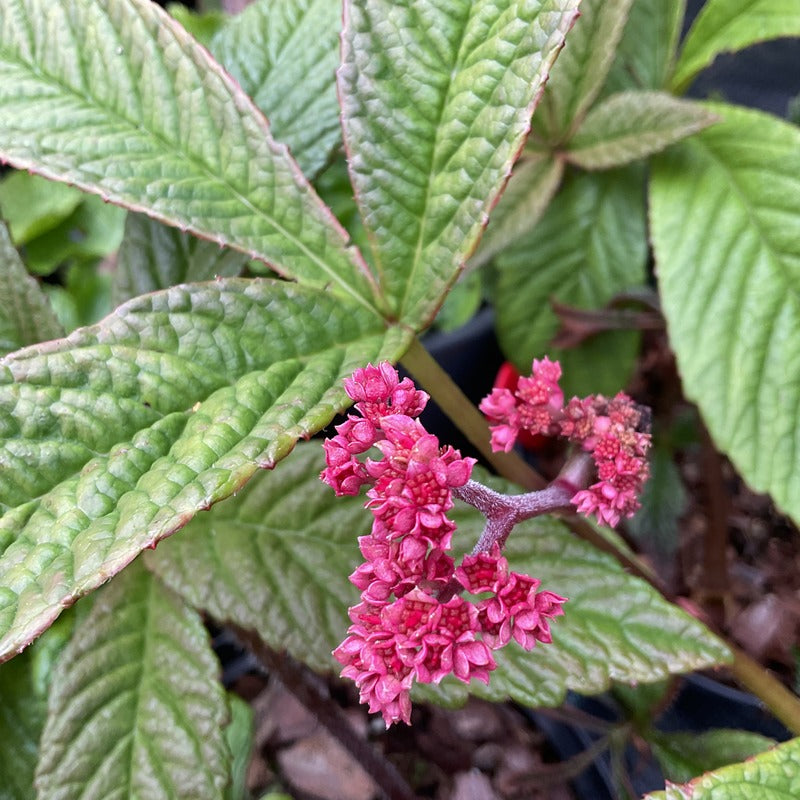 Rodgersia pinnata 'Chocolate Wings'