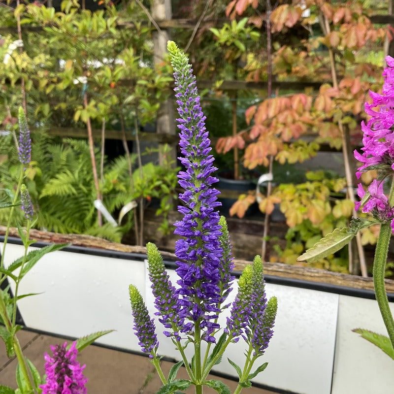 Veronica 'First Glory'