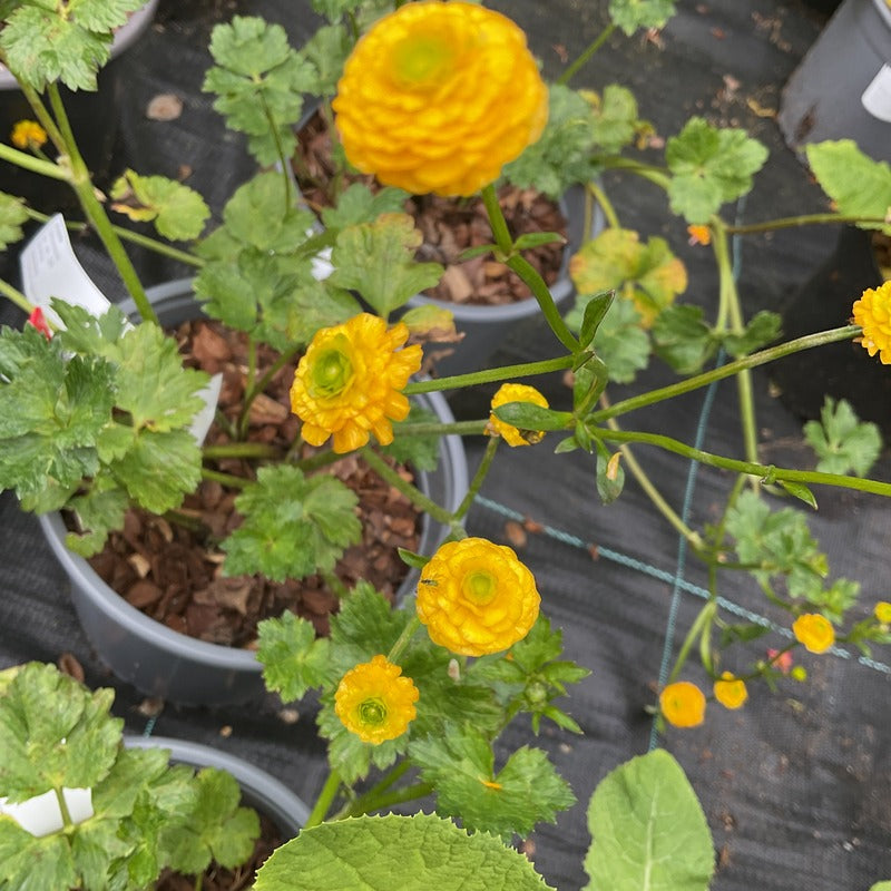 Ranunculus acris 'Multiplex'