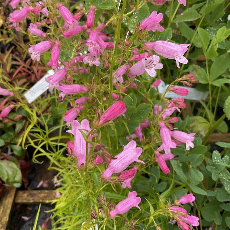 Penstemon 'Evelyn'
