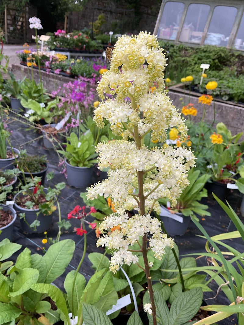 Rodgersia pinnata 'Snow Clouds' Deer & rabbit resistant