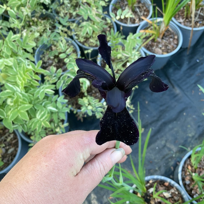 Iris chrysographes 'Black Form'