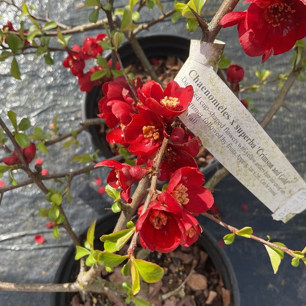 Chaenomeles x superba 'Crimson & Gold'