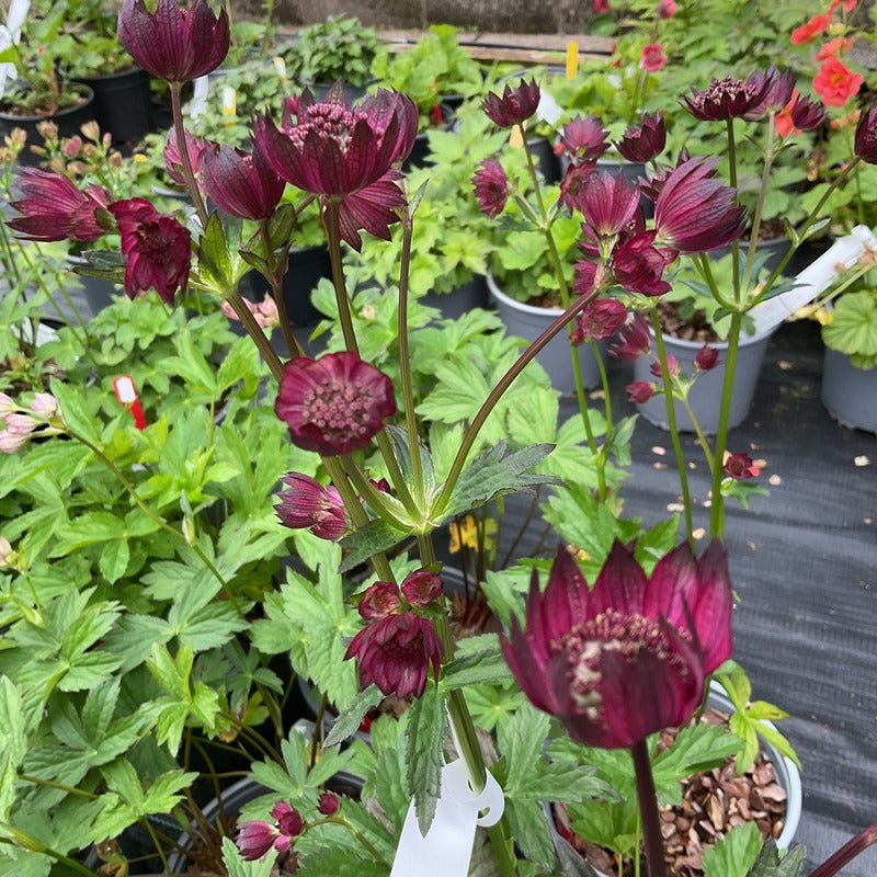 Astrantia major Sparkling Stars Red