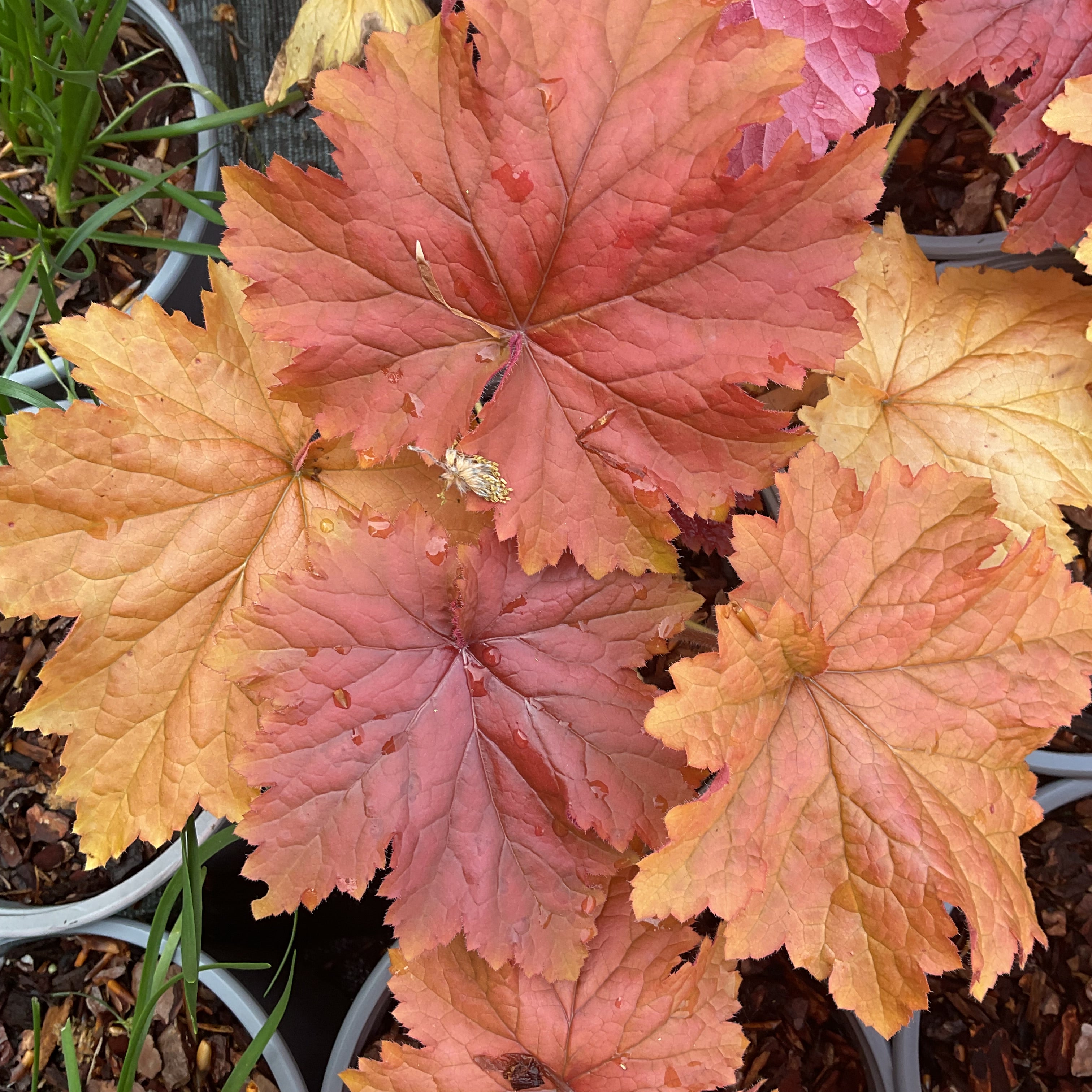 Heuchera 'Bloody Dinosaur'