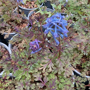Corydalis flexuosa 'Blue Dragon' (Purple Leaf)