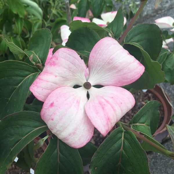 Cornus kousa 'Radiant Rose'