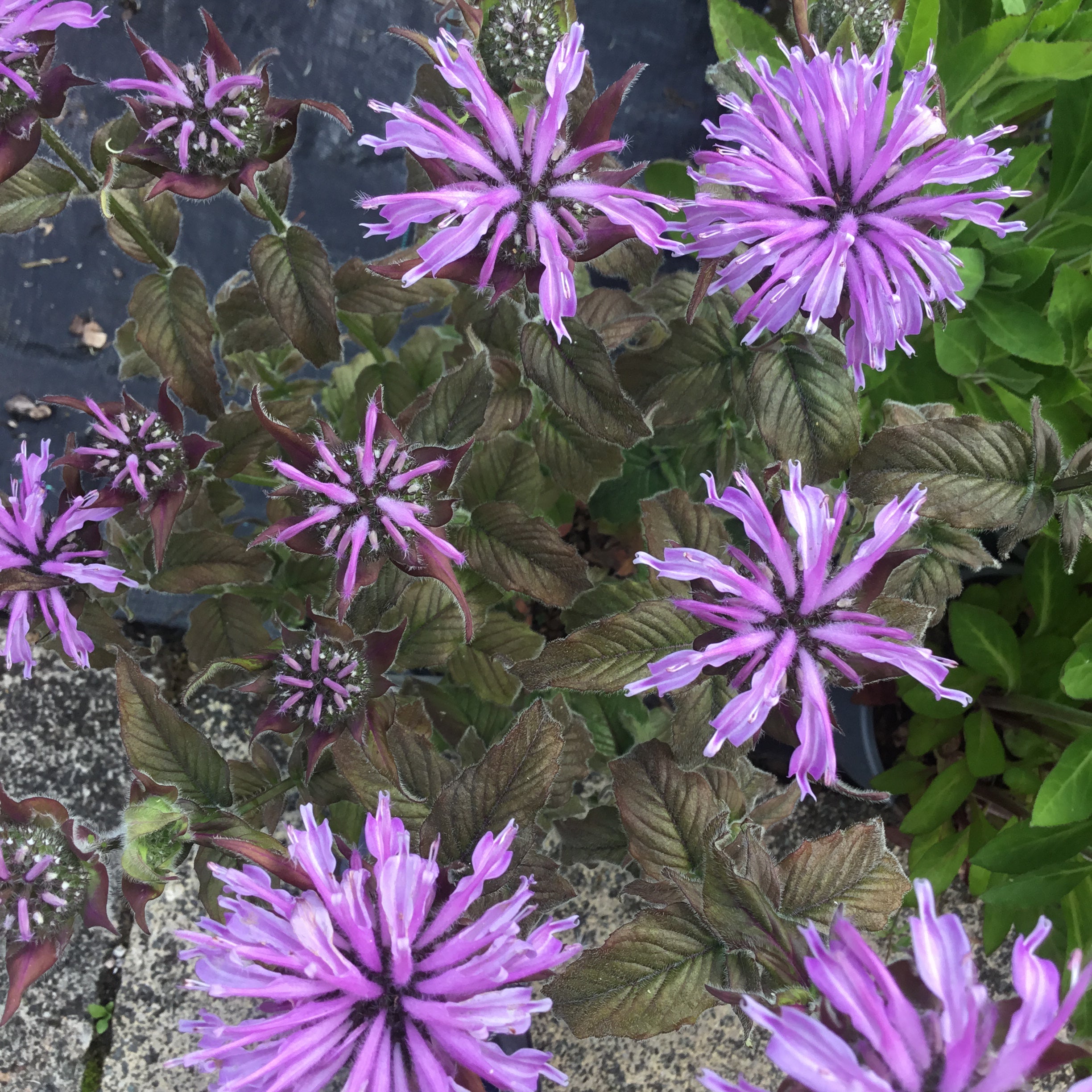 Monarda 'Blue moon' 'Sugar Buzz Series Pollinator plant