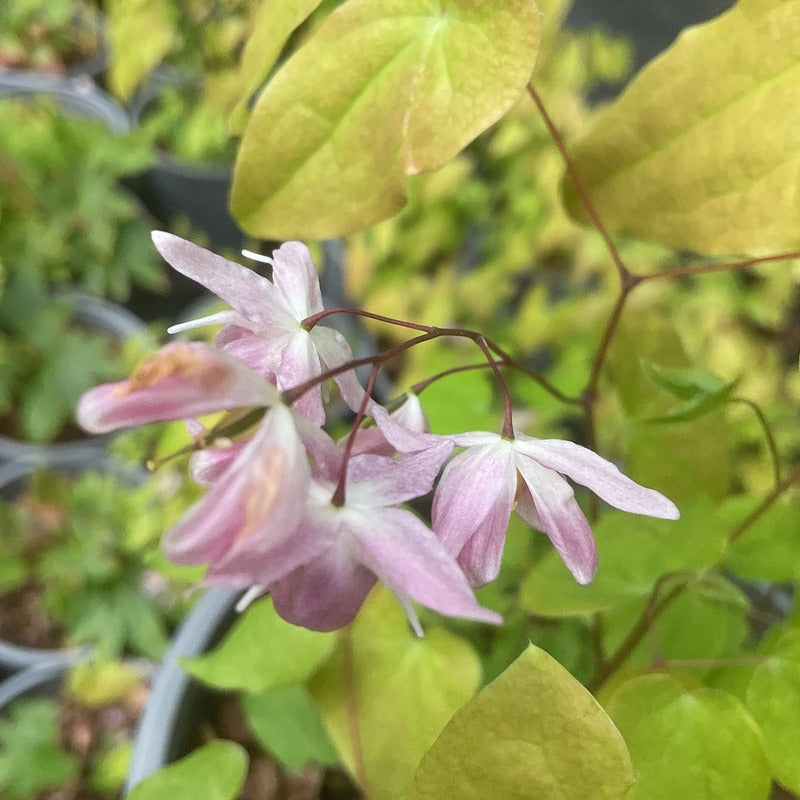 Epimedium grandiflorum ‘Sasaki’