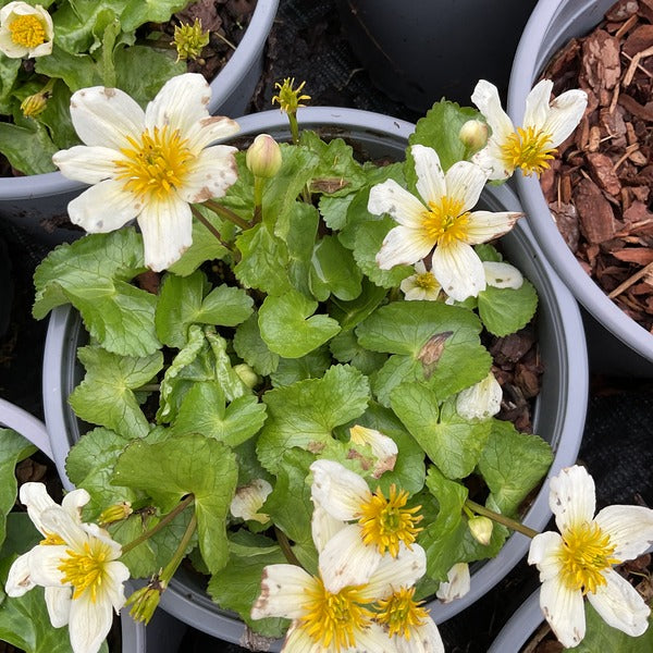 Caltha palustris 'Alba'
