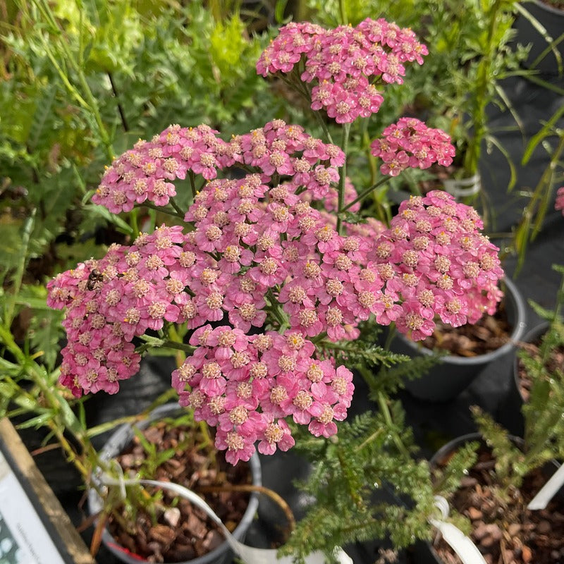 Achillea millefolium ‘Butterfly Bombshell’ Pollinator