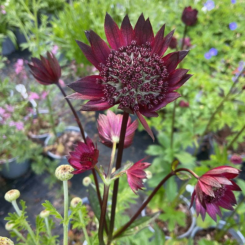 Astrantia 'Gill Richardson'