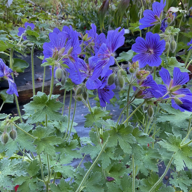 Geranium magnificum