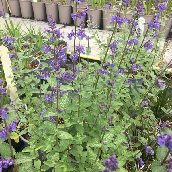 Nepeta 'Blue Wonder' Bee friendly