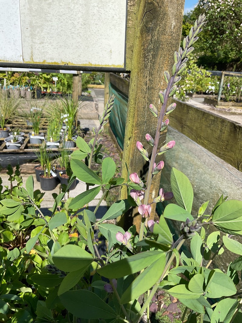 Baptisia 'Pink Truffles' PBR (False Indigo) One of the Decadence series