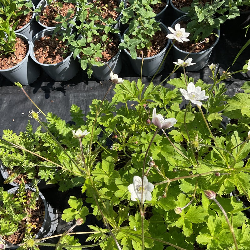 Anemone rivularis