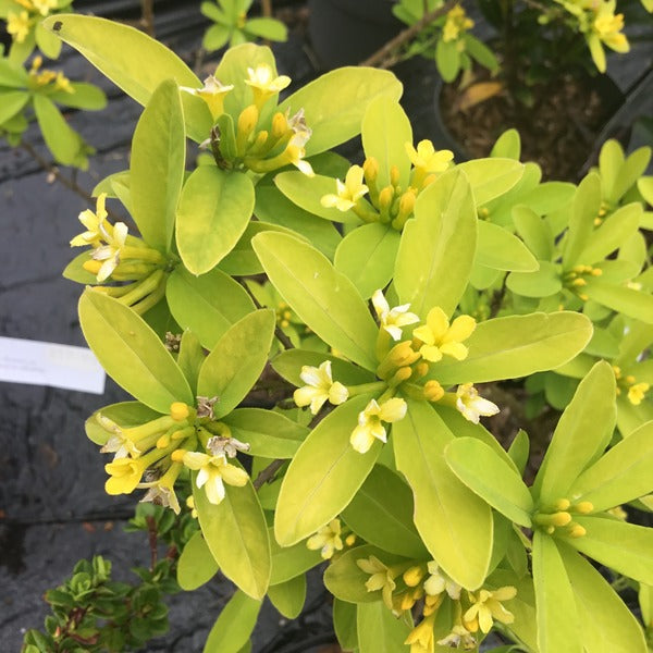 Daphne gemmata 'Royal Crown'