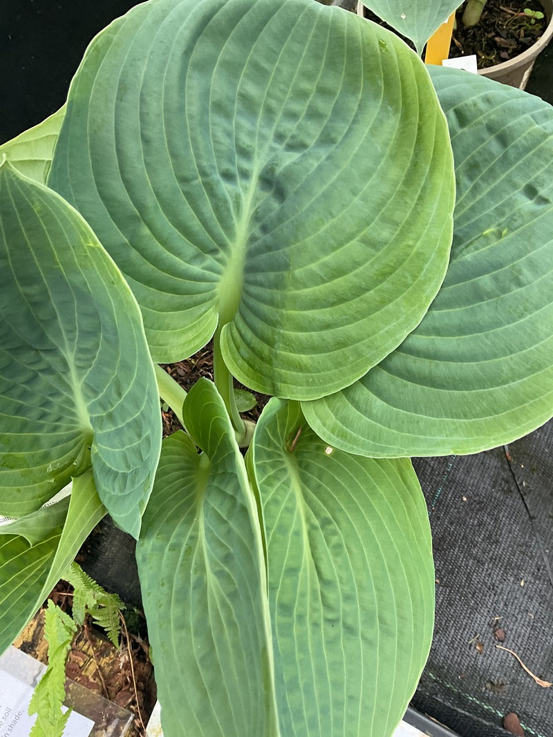 Hosta 'Blue Vision'