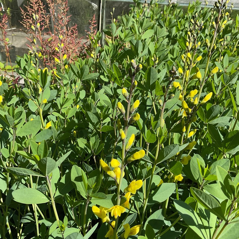Baptisia 'American Goldfinch'