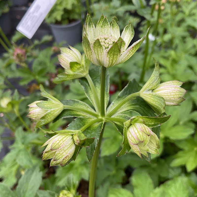 Astrantia major 'Star of Billion' PBR (Recent introduction) Loved by bees