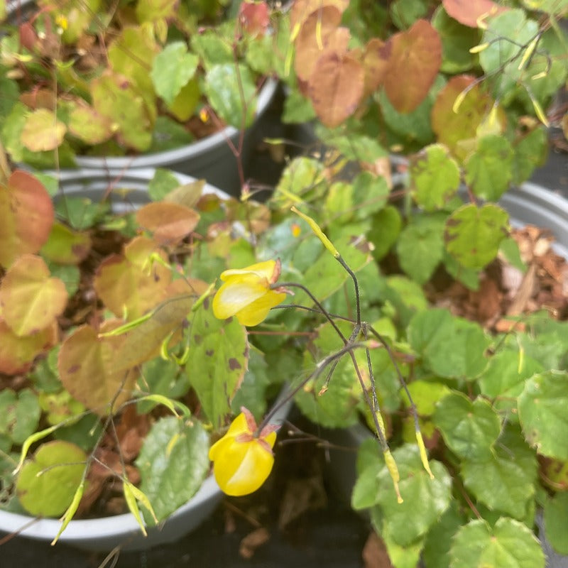 Epimedium 'Sunny And Share'