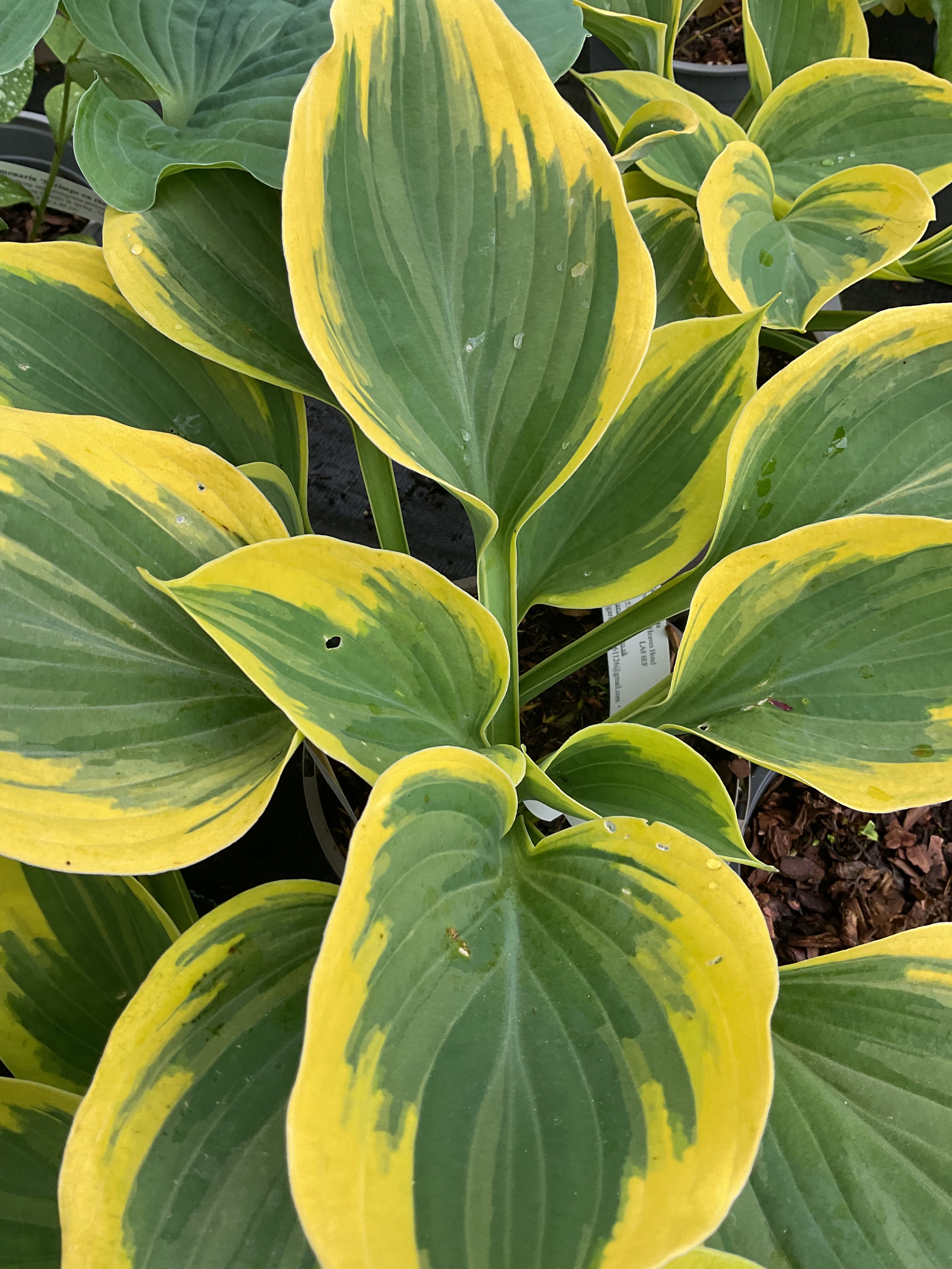 Hosta 'Liberty'