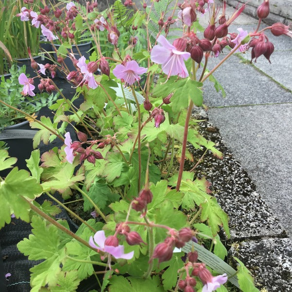 Geranium macrorrhizum Pollinator plant