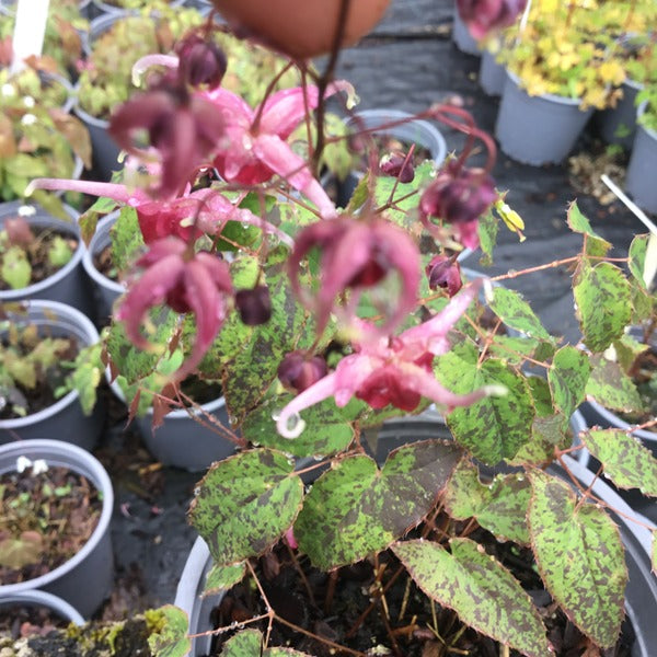 Epimedium 'Pink Champagne' Recent introduction