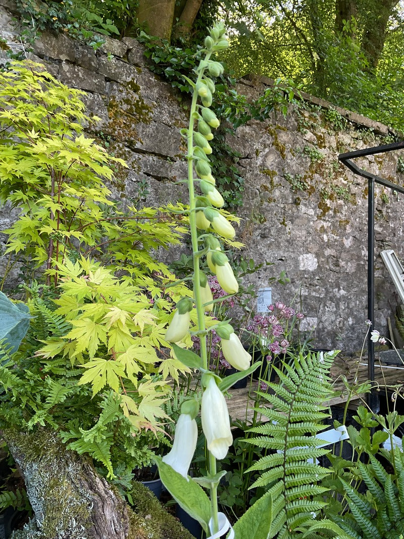 Digitalis purpurea 'Alba'