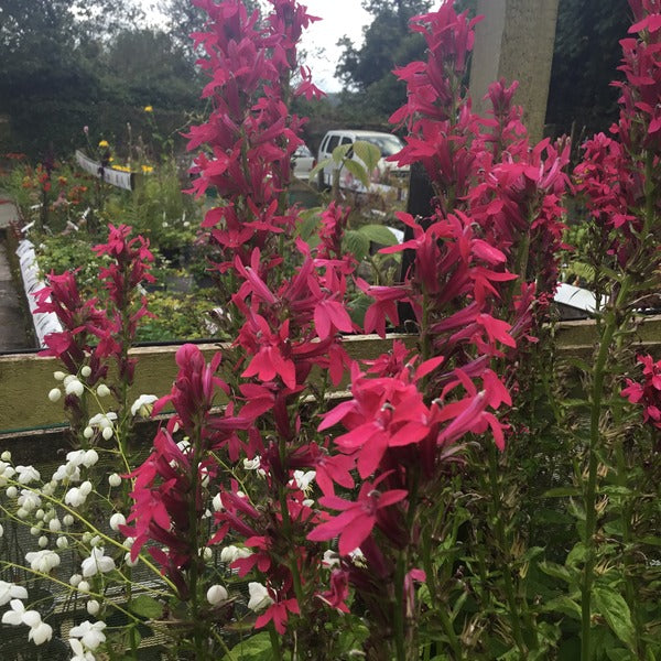 Lobelia x speciosa 'Monet Moment'