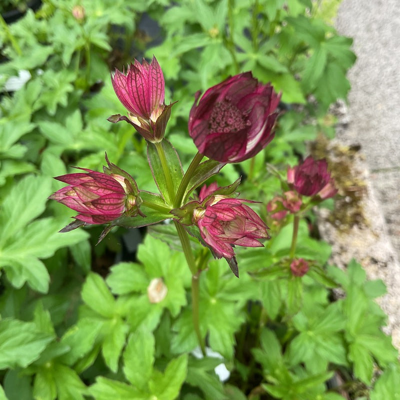 Astrantia 'Cerise Button'