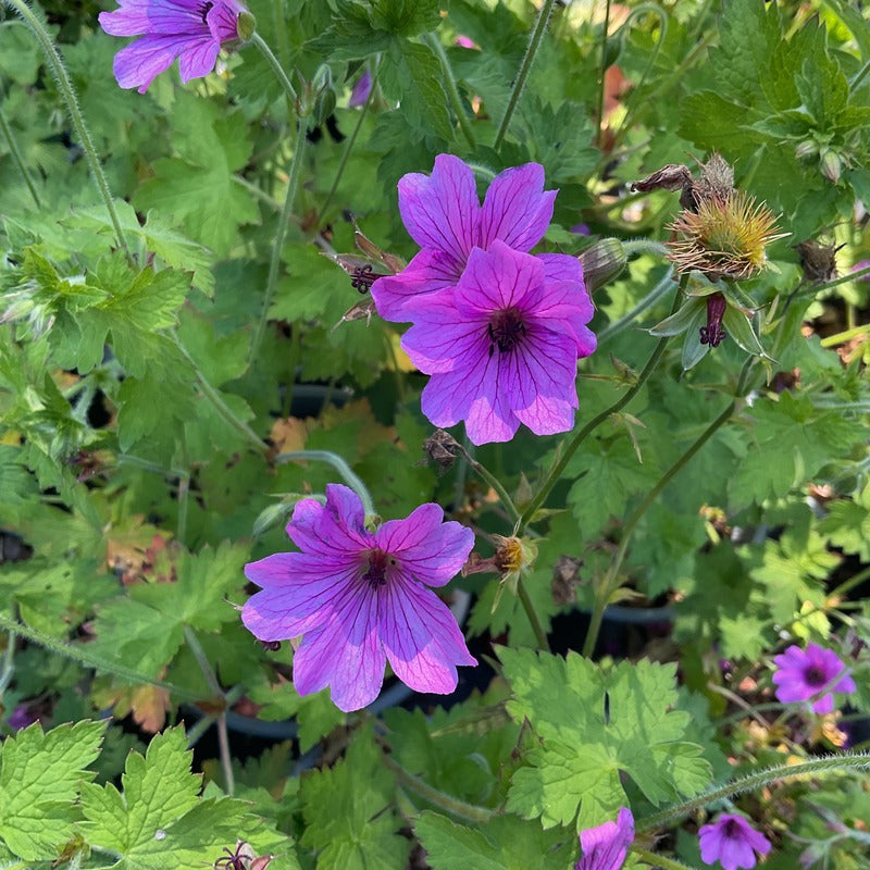 Geranium 'Elworthy Eyecatcher' Pollinator plant
