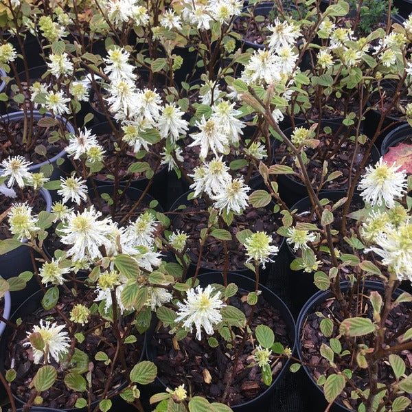 Fothergilla 'Beaver  Creek'