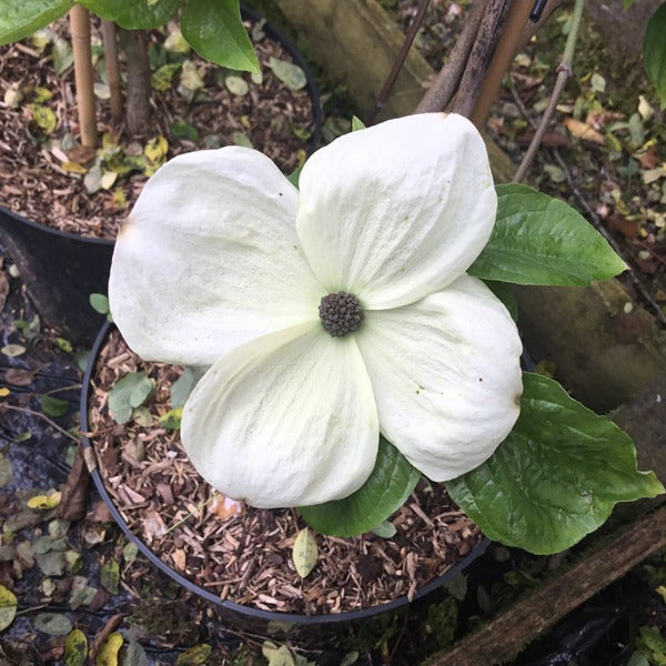 Cornus ‘Eddie’s White Wonder’ AGM