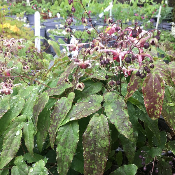 Epimedium 'Domino' AGM (Barrenwort)