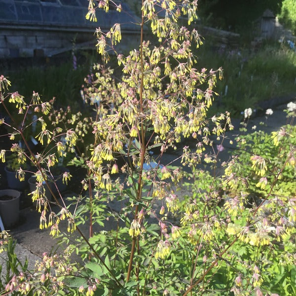 Thalictrum lucidum