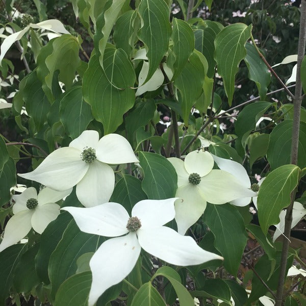 Cornus kousa 'Weisse  Fountaine’