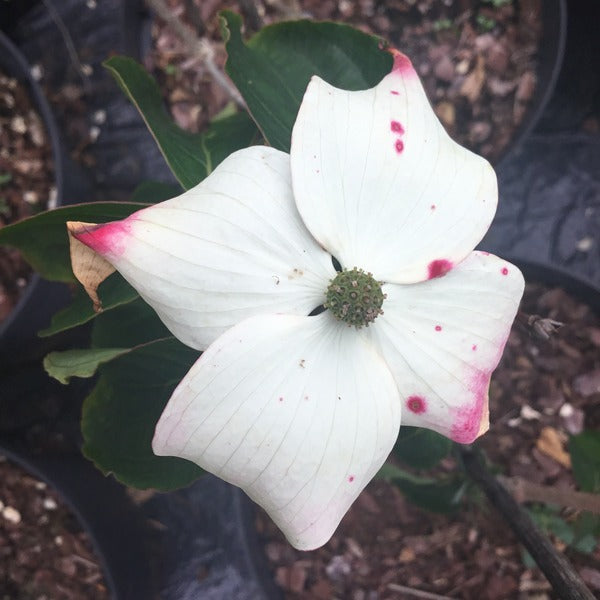 Cornus kousa 'Madame Butterfly Recent introduction'