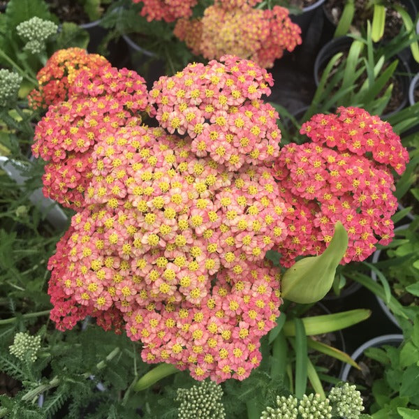 Achillea 'Foncett Fletton'  Attractive to butterflies   Deer & rabbit resistant