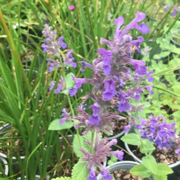 Nepeta 'Hill Grounds'
