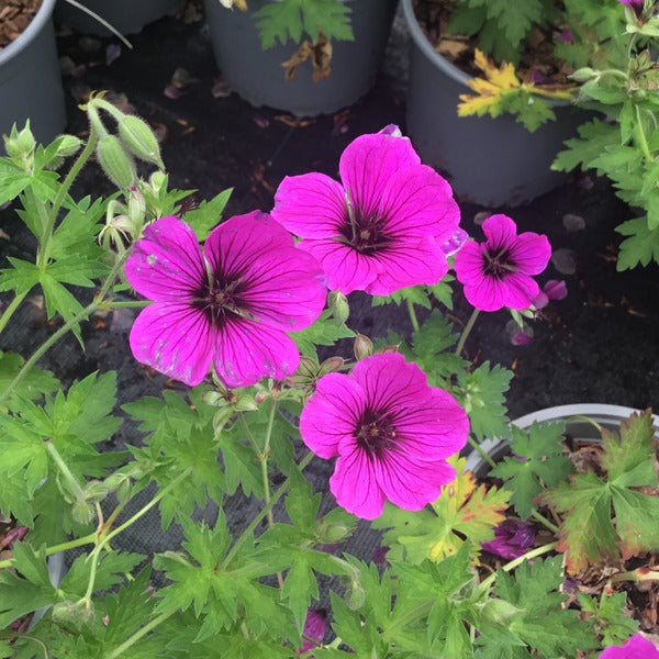 Geranium 'Matu Vu' Recent introduction