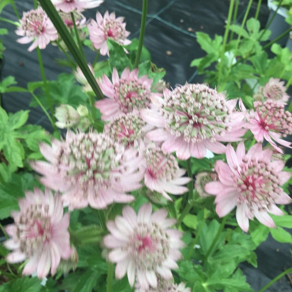 Astrantia major 'Pink Button'