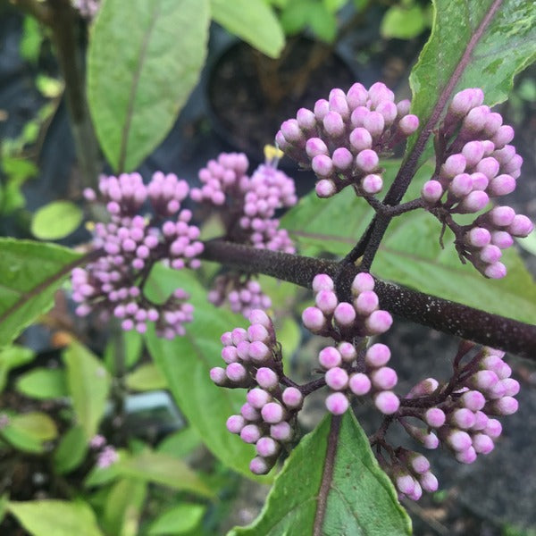 Callicarpa bodinieri var. giraldii 'Profusion' AGM