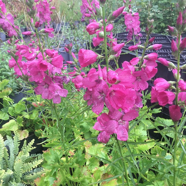 Sidalcea oregana 'Brilliant'