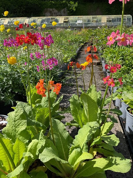 Primula 'Harlow Carr Hybrids'