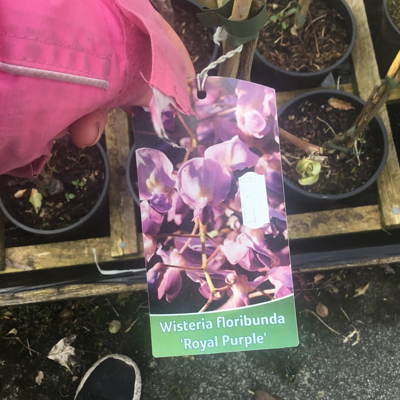 Wisteria floribunda 'Royal Purple'