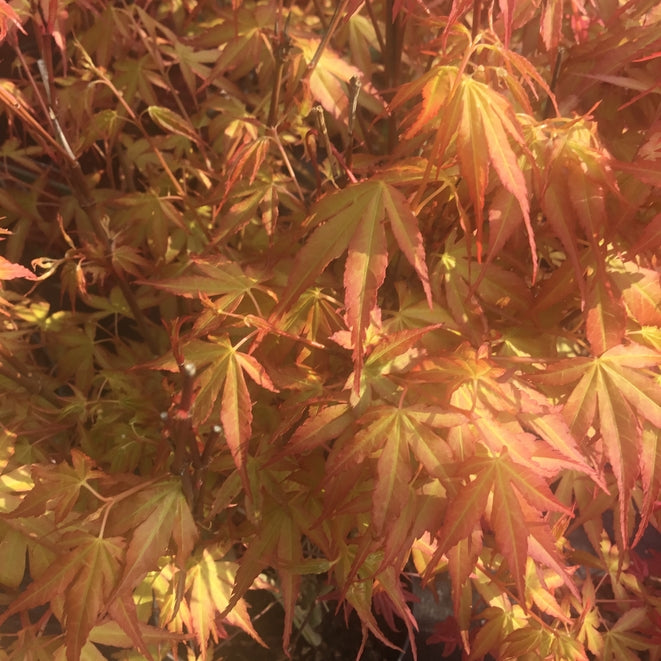 Acer palmatum 'Katsura' Japanese maple